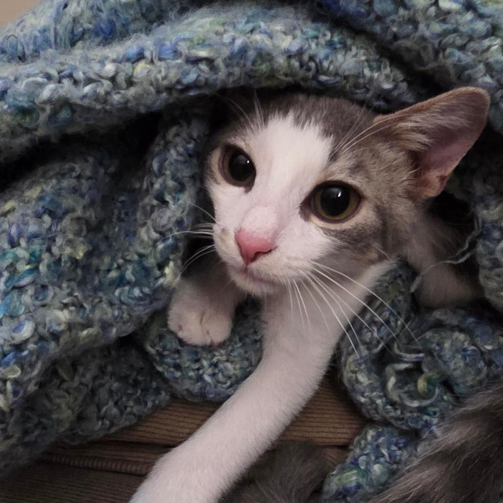 Kiwi, Adoptable, Kitten Male Domestic Short Hair.