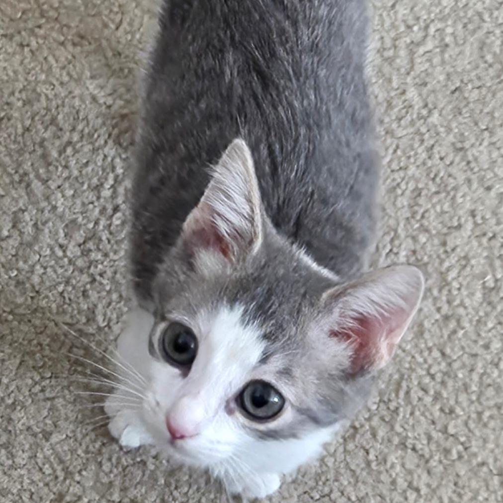 Kiwi, Adoptable, Kitten Male Domestic Short Hair.