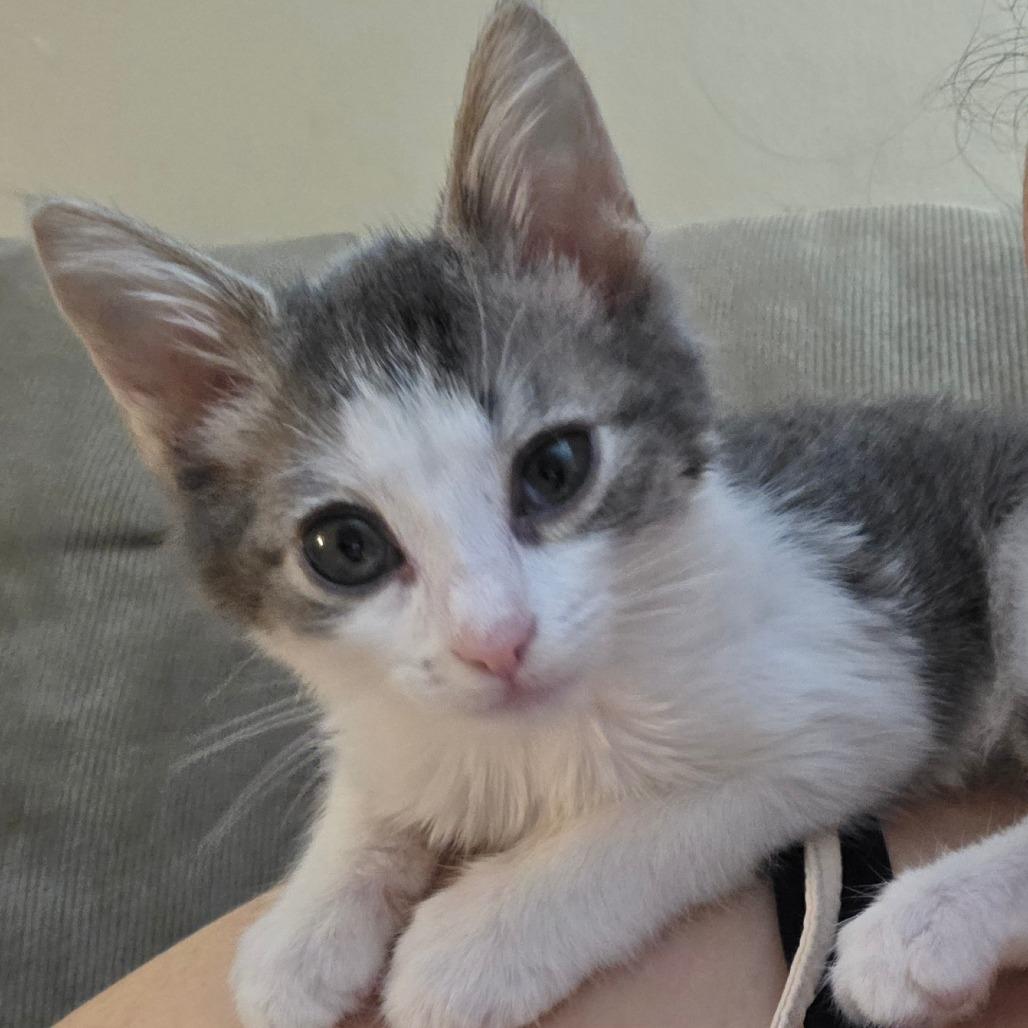 Kiwi, Adoptable, Kitten Male Domestic Short Hair.