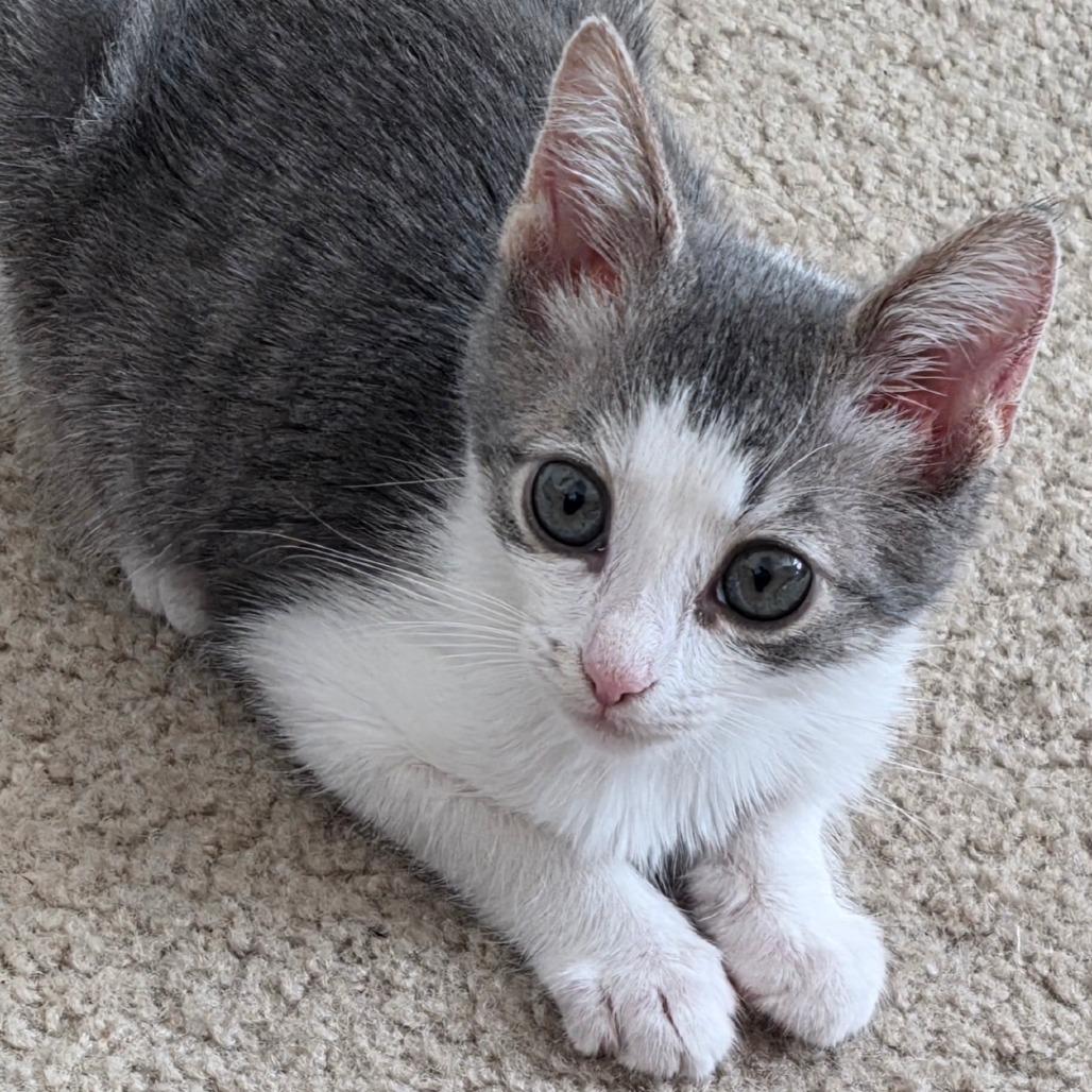 Enlarge Kiwi, a Adoptable Domestic Short Hair in Long Beach, CA image 4/6