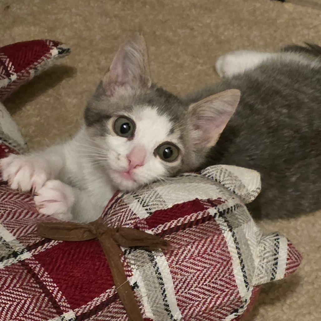 Enlarge Kiwi, a Adoptable Domestic Short Hair in Long Beach, CA image 2/3