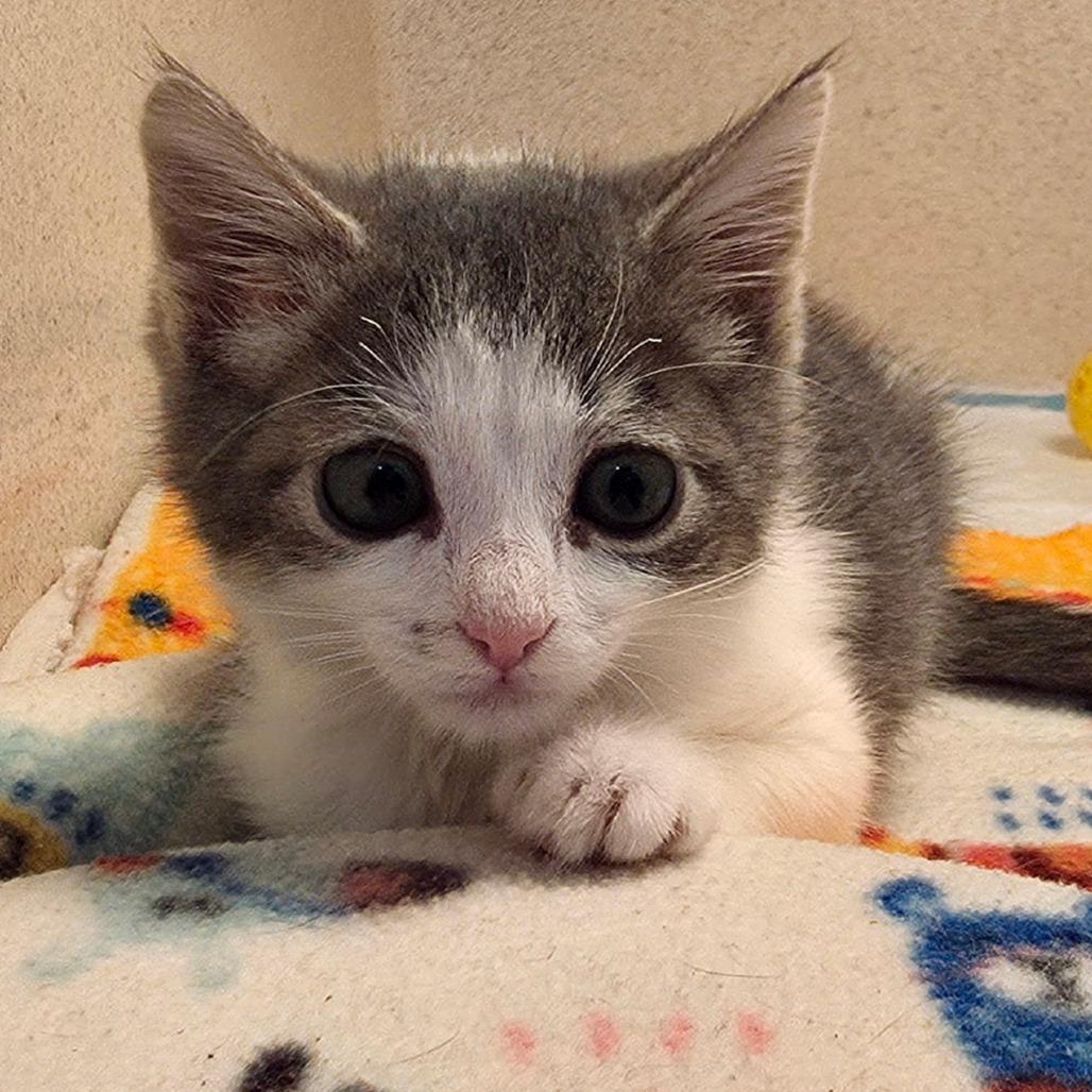 Enlarge Kiwi, a Adoptable Domestic Short Hair in Long Beach, CA image 3/3