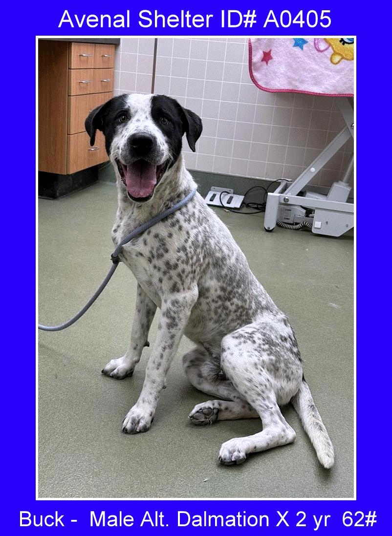 Enlarge Buck, a Adoptable Dalmatian in Avenal, CA image 1/1