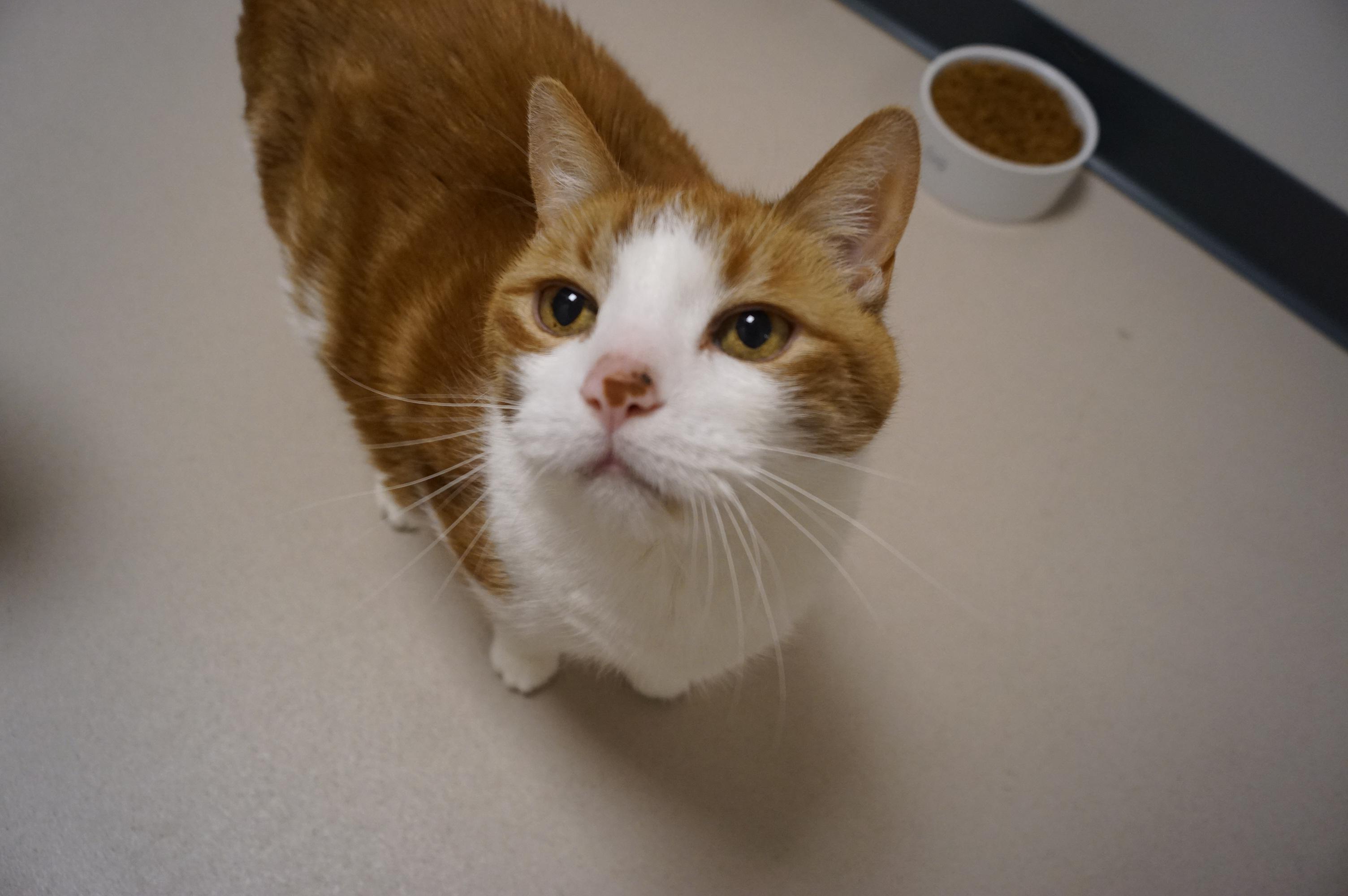 George, a Adoptable Domestic Short Hair in New Milford, CT image 2/6