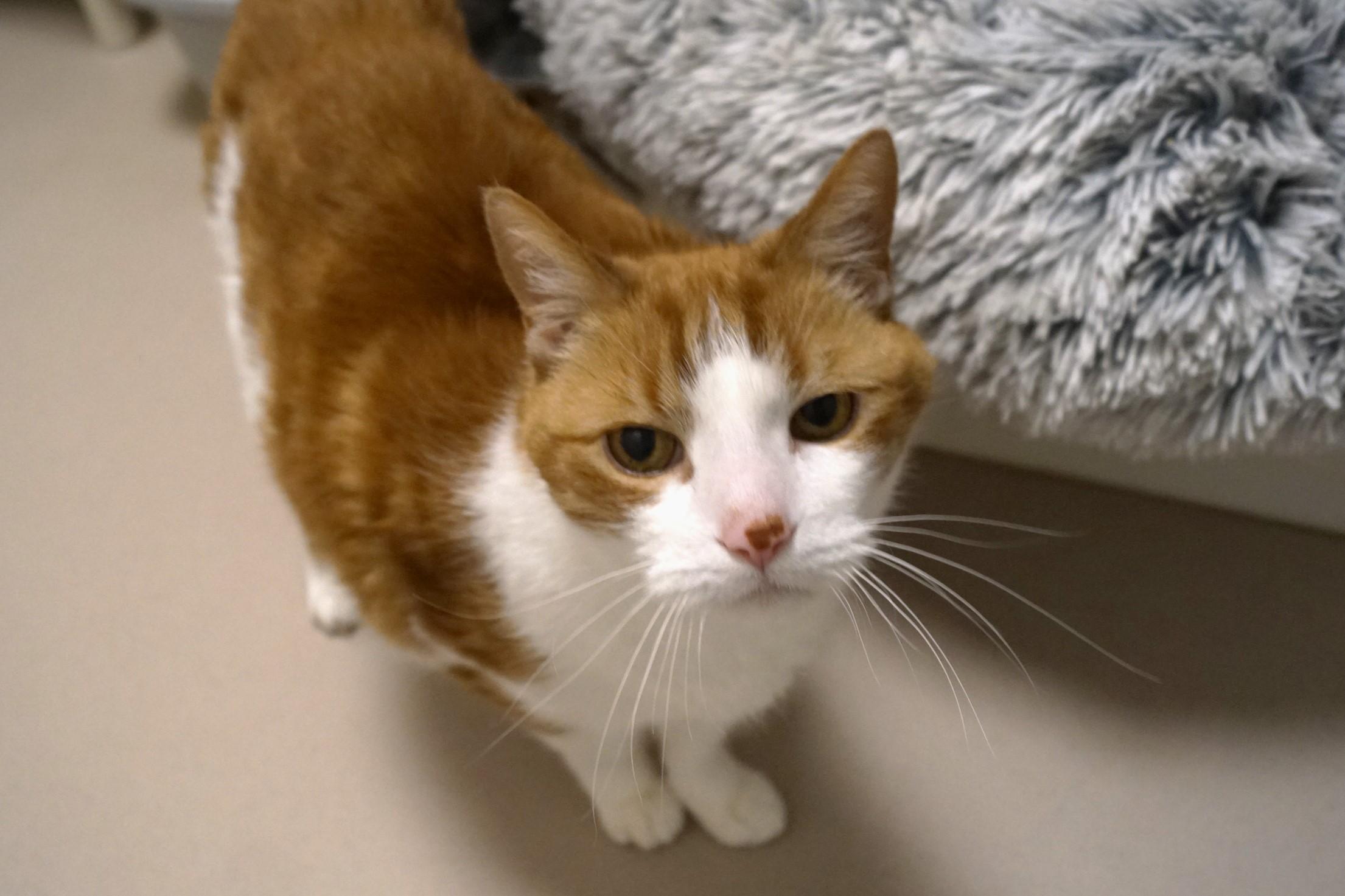 George, Adoptable, Senior Male Domestic Short Hair.