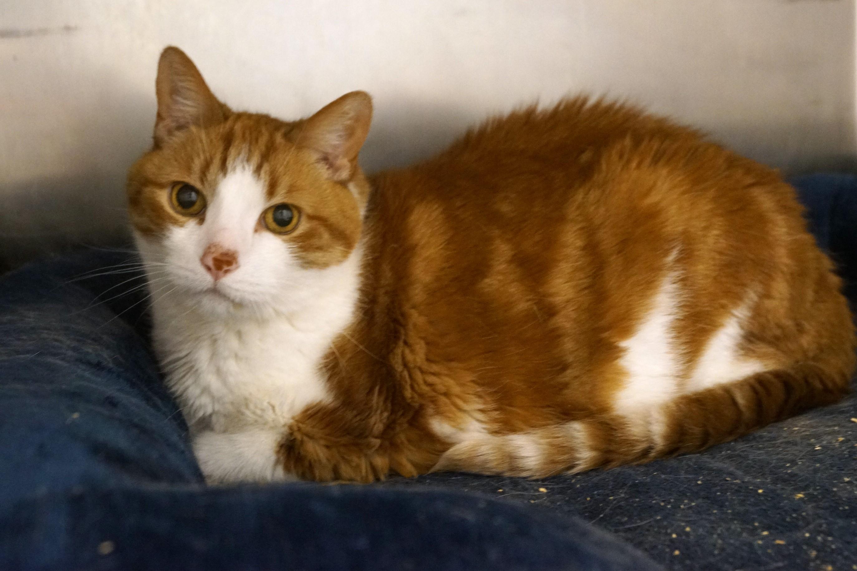 George, a Adoptable Domestic Short Hair in New Milford, CT image 4/6