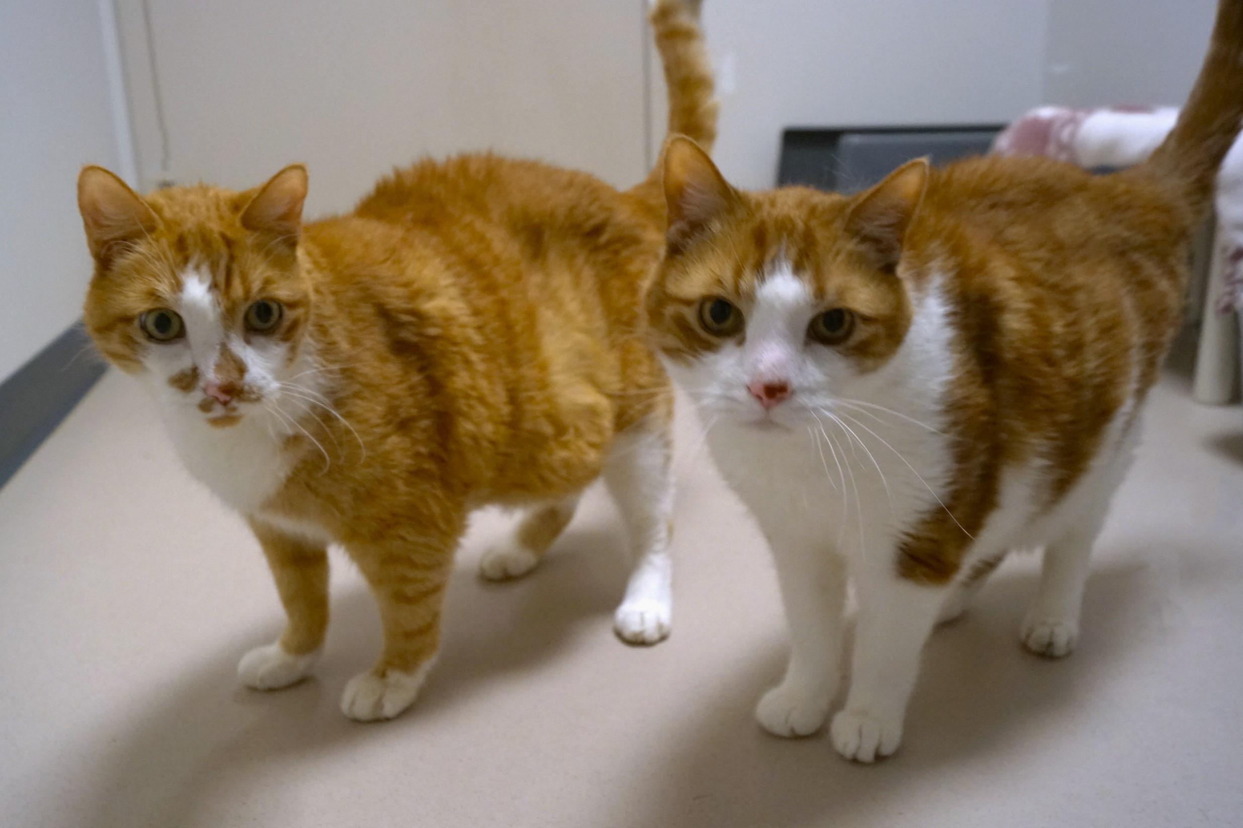 George, a Adoptable Domestic Short Hair in New Milford, CT image 3/6