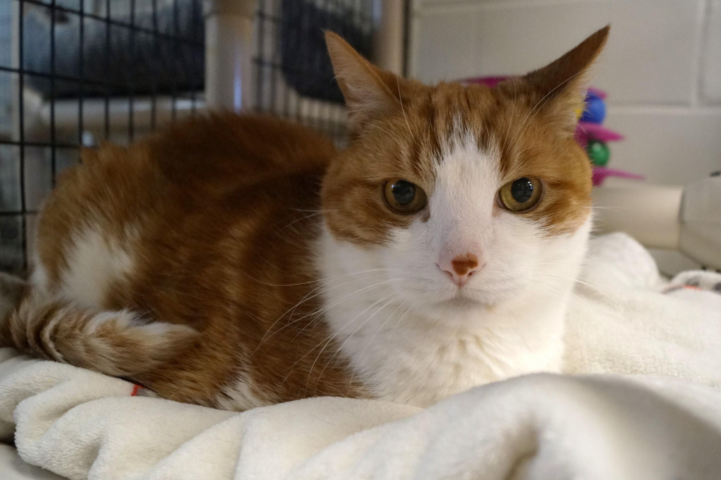 George, a Adoptable Domestic Short Hair in New Milford, CT image 5/6