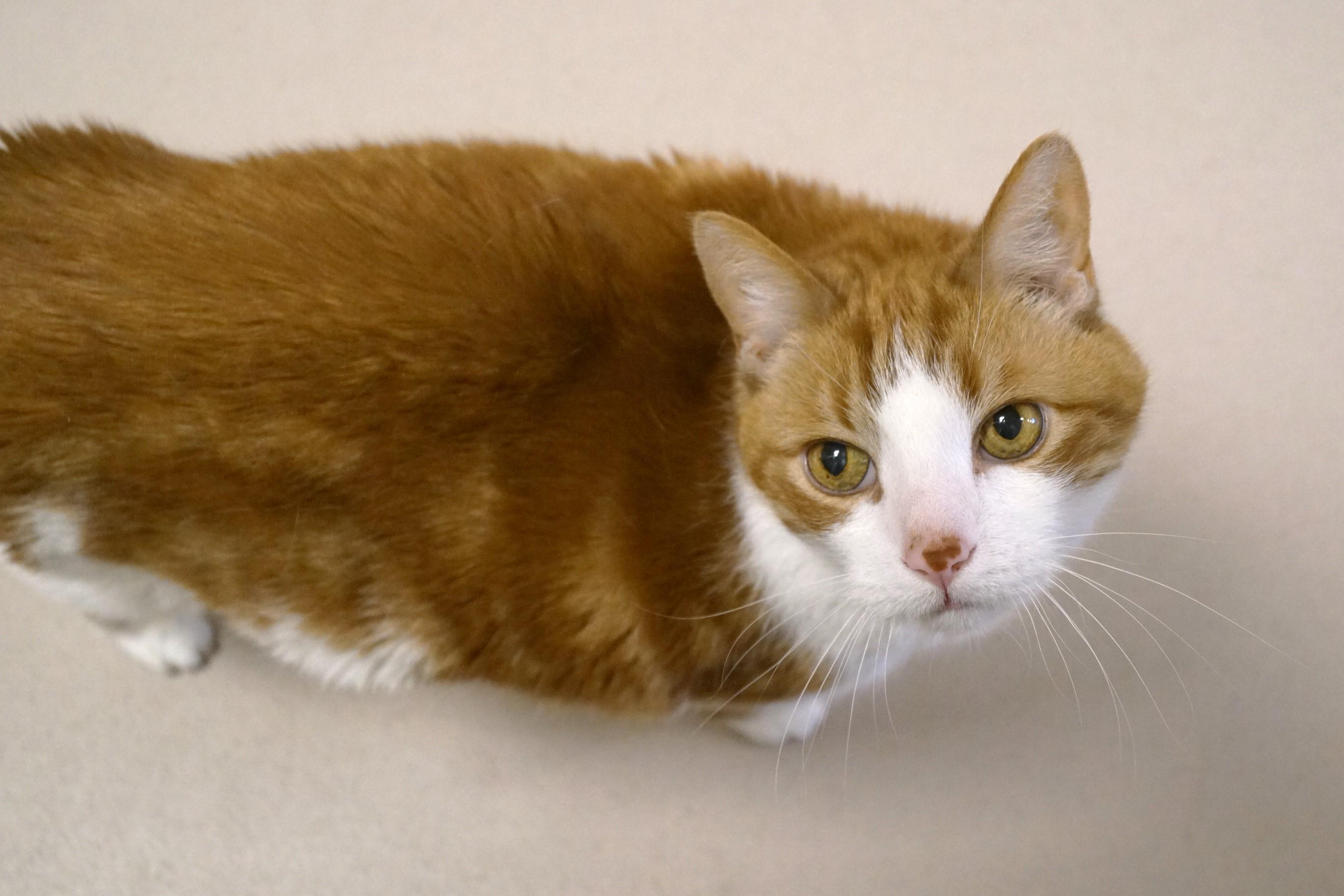 George, a Adoptable Domestic Short Hair in New Milford, CT image 6/6