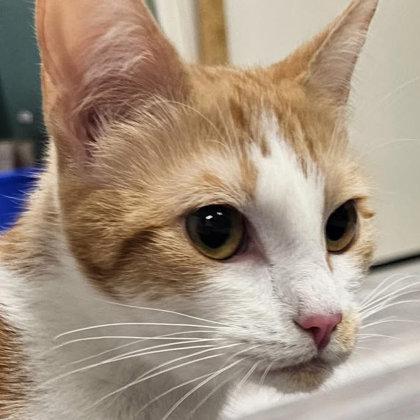 Enlarge Colvey Normandy, a Adoptable mixed breed in Hudson, MA image 2/3