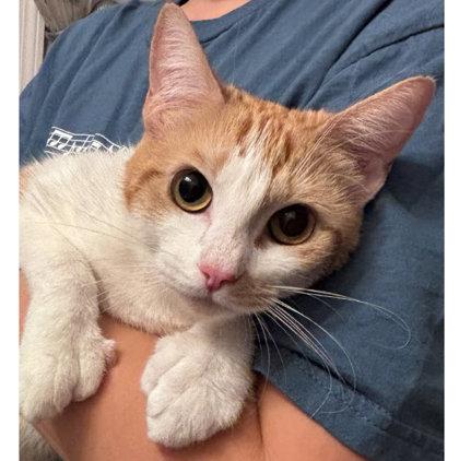 Enlarge Colvey Normandy, a Adoptable mixed breed in Hudson, MA image 3/3