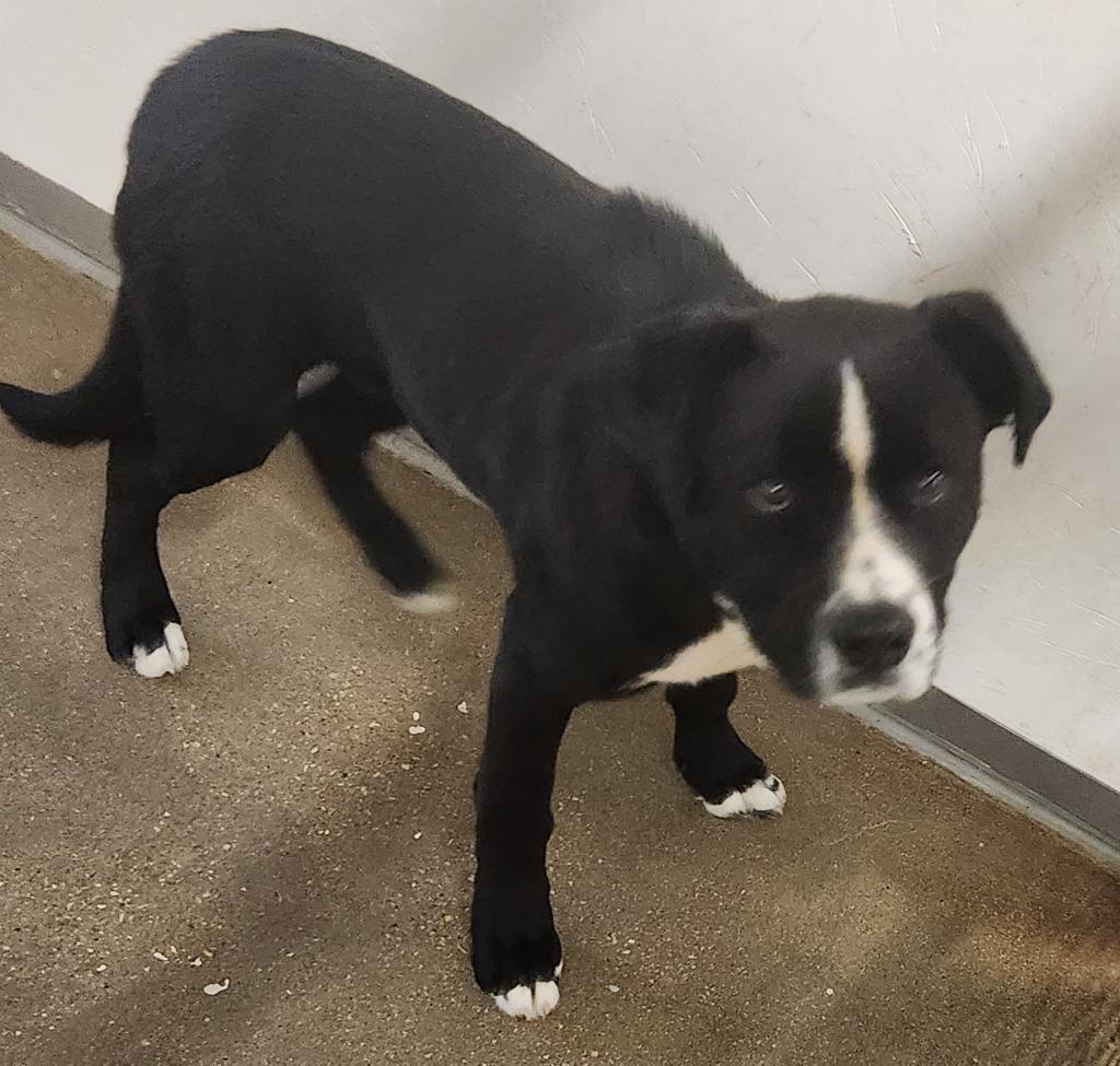 Payne, Adoptable, Young Male Labrador Retriever & Cattle Dog.