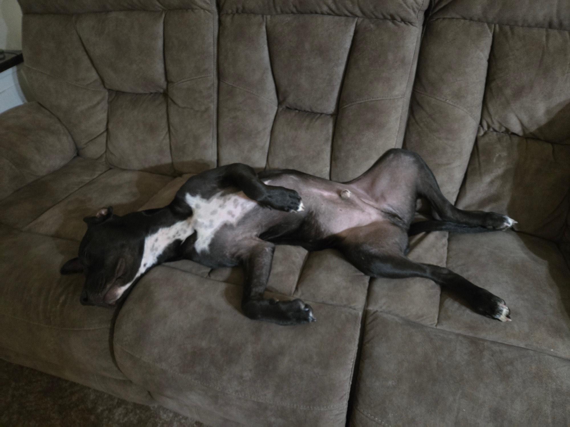 Enlarge Bluey, a Adoptable mixed breed in wytheville, VA image 3/4