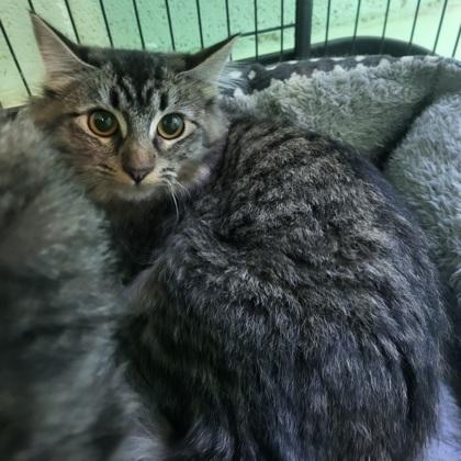 Ruby, Adoptable, Young Female Domestic Medium Hair.