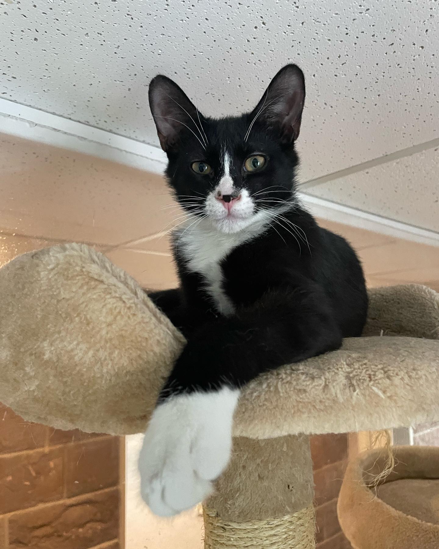 Leo, Adoptable, Young Male Tuxedo.
