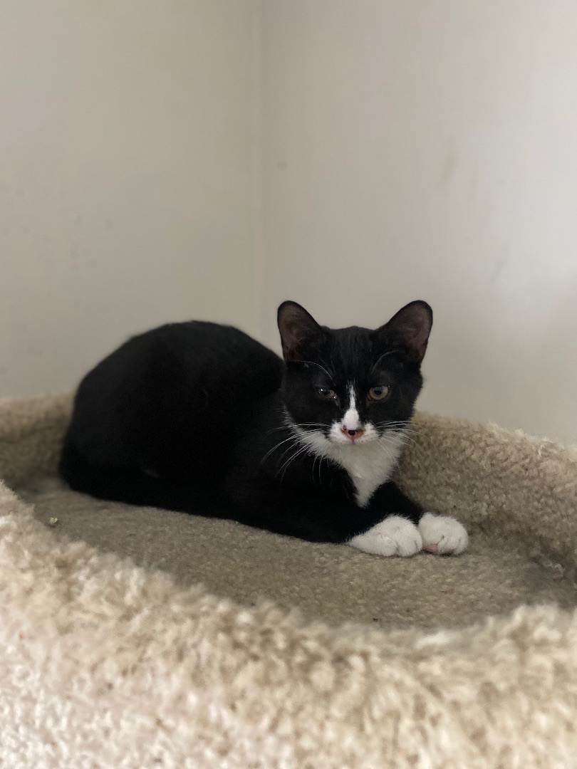 Enlarge Leo, a Adoptable Tuxedo in Hawthorne, NJ image 3/6