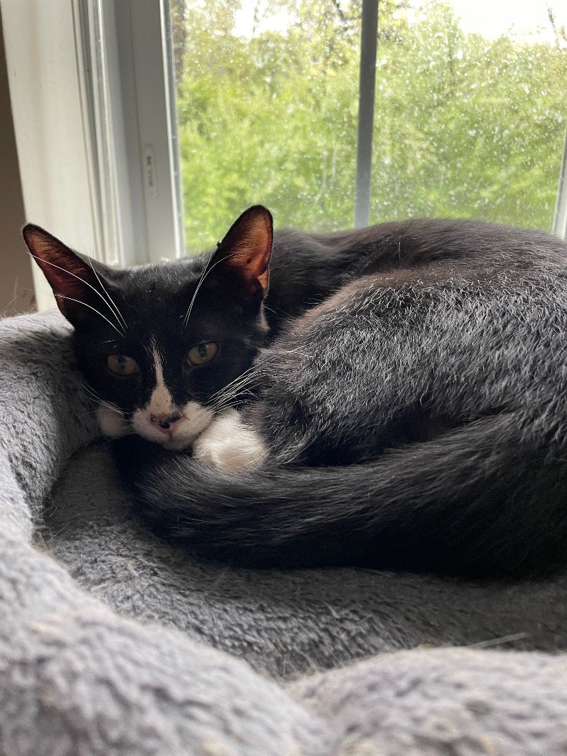 Enlarge Leo, a Adoptable Tuxedo in Hawthorne, NJ image 4/6