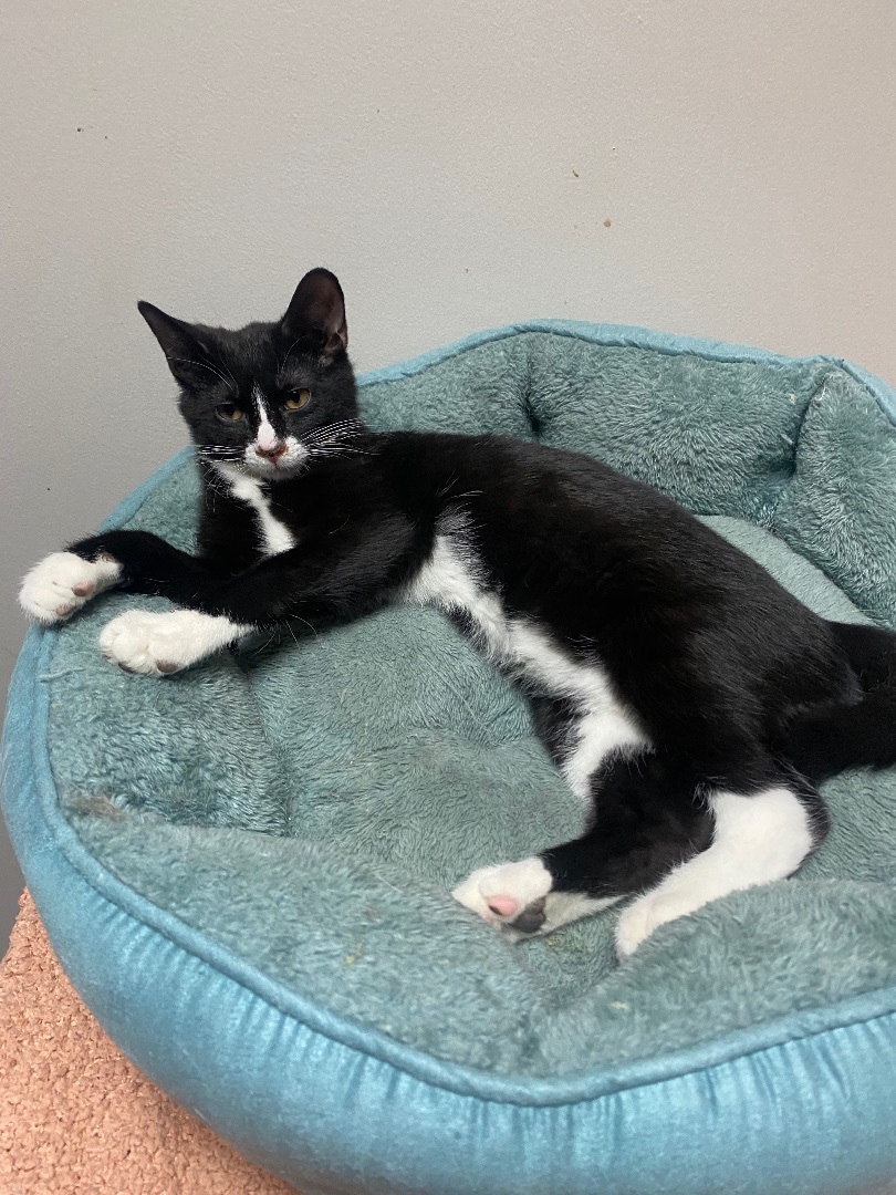 Enlarge Leo, a Adoptable Tuxedo in Hawthorne, NJ image 5/6