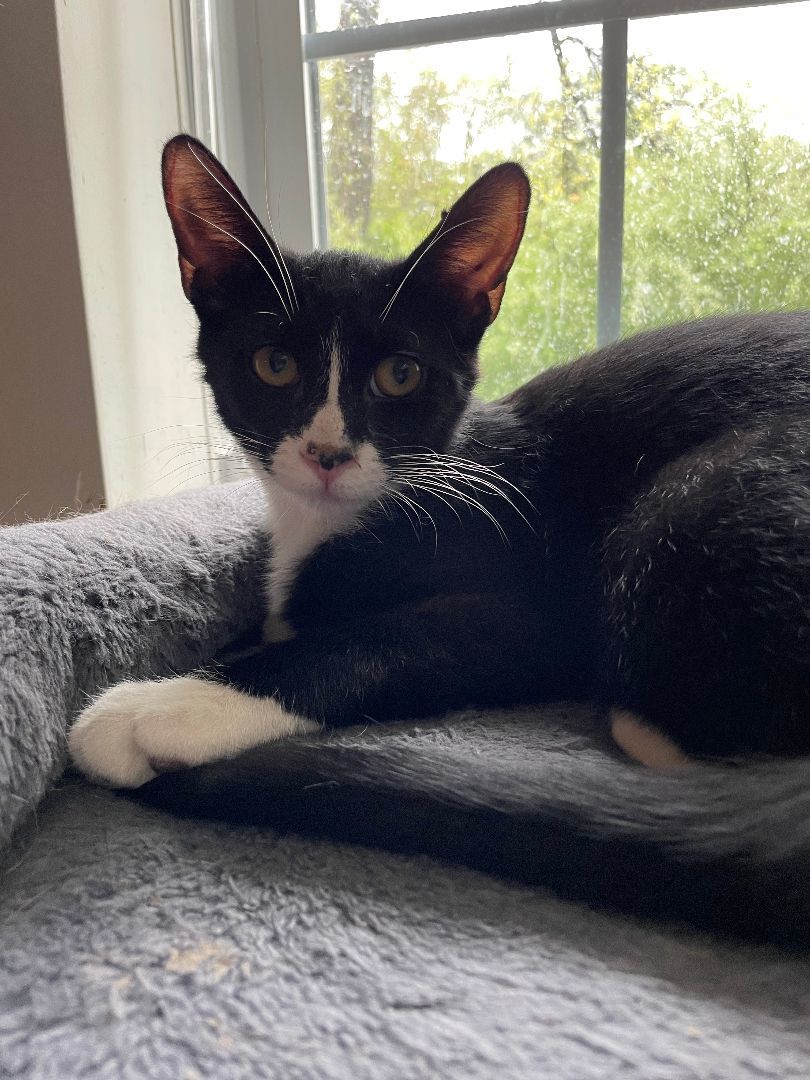 Enlarge Leo, a Adoptable Tuxedo in Hawthorne, NJ image 6/6