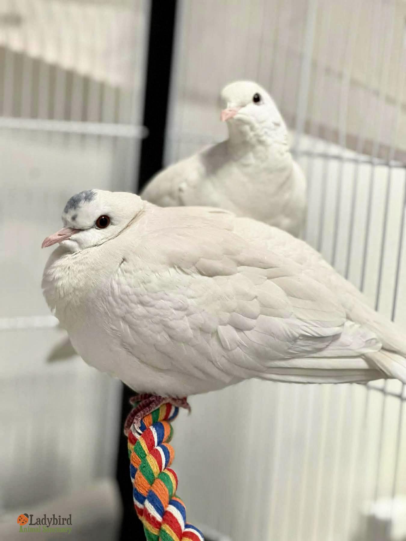 Enlarge Crystal (bonded to Diamond), a Adoptable Dove in Hamilton, ON image 3/4