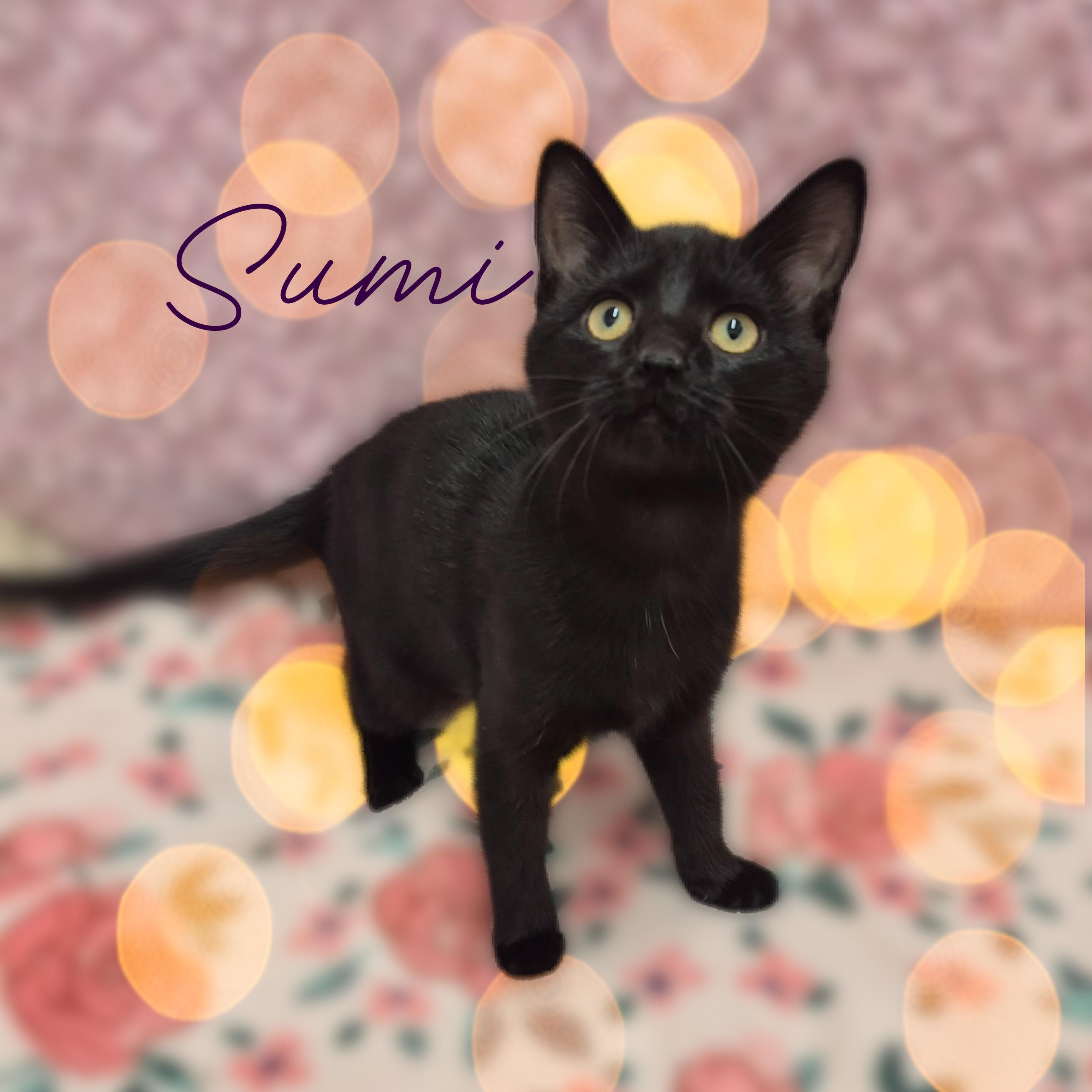 Sumi, a Adoptable Domestic Short Hair in Charlotte, NC image 4/4