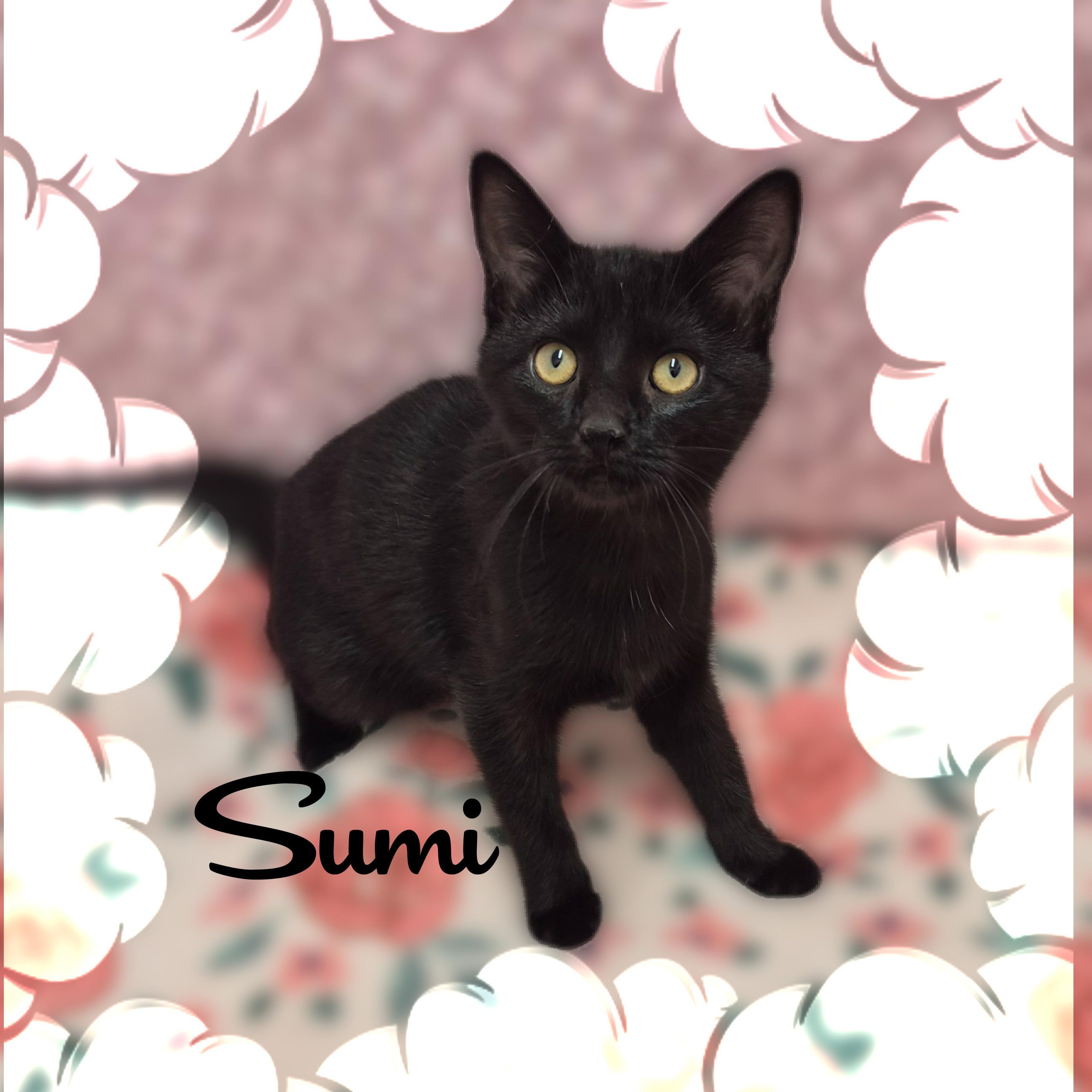 Sumi, Adoptable, Kitten Female Domestic Short Hair.