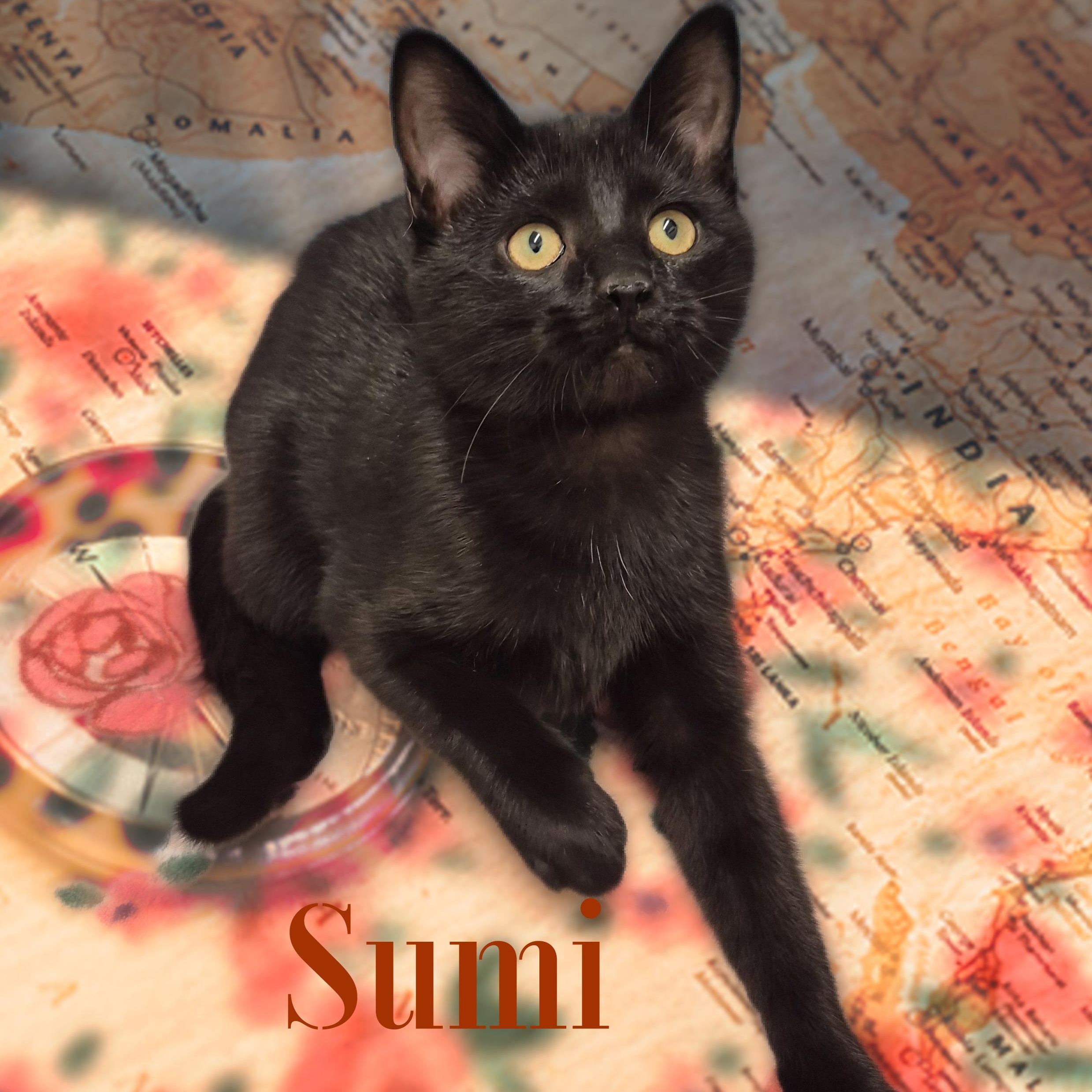 Sumi, a Adoptable Domestic Short Hair in Charlotte, NC image 3/4