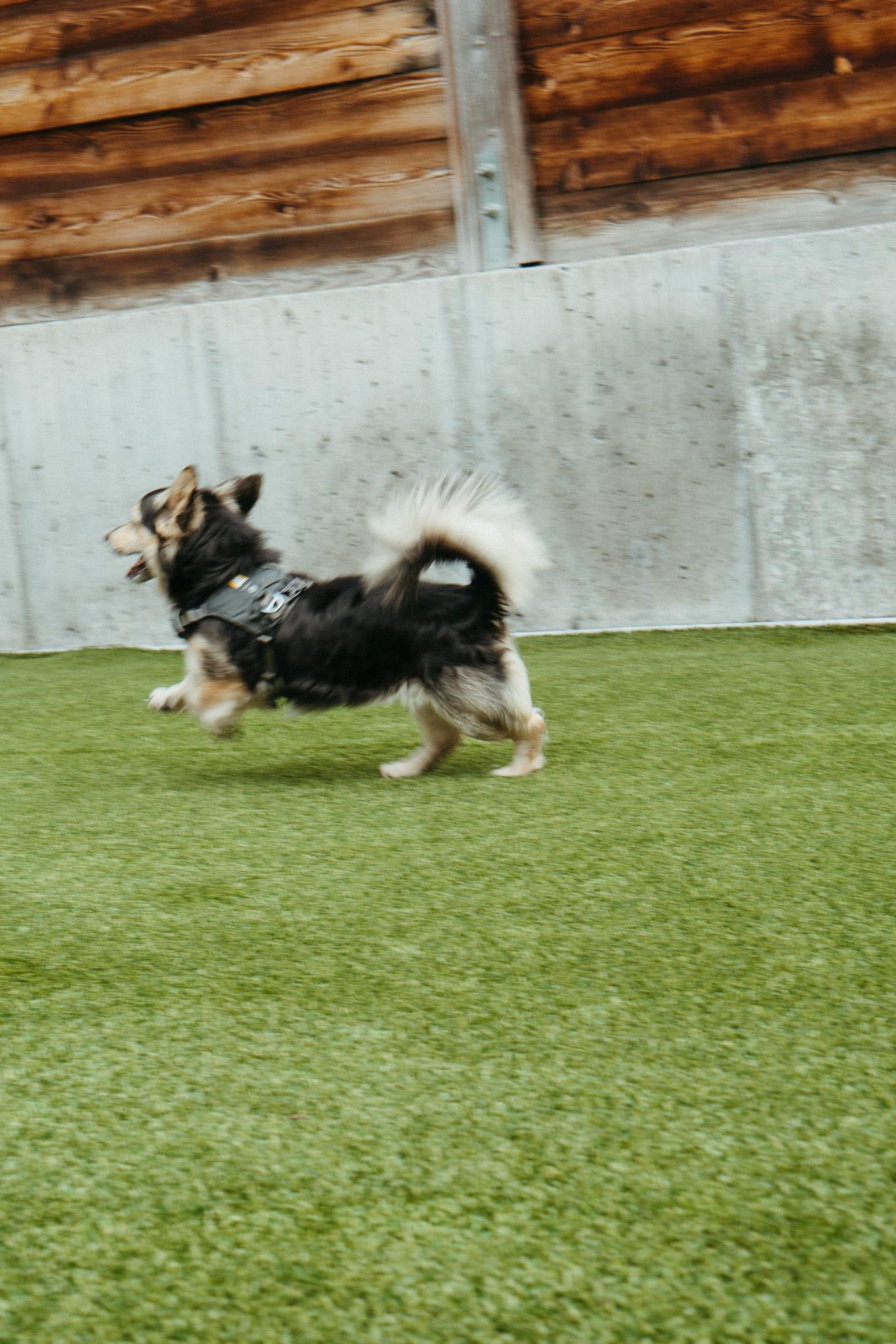 Enlarge Oso, a Adoptable mixed breed in Jackson, WY image 5/5