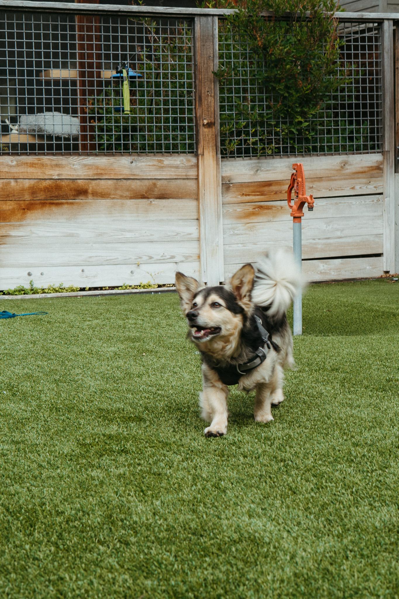Enlarge Oso, a Adoptable mixed breed in Jackson, WY image 3/5