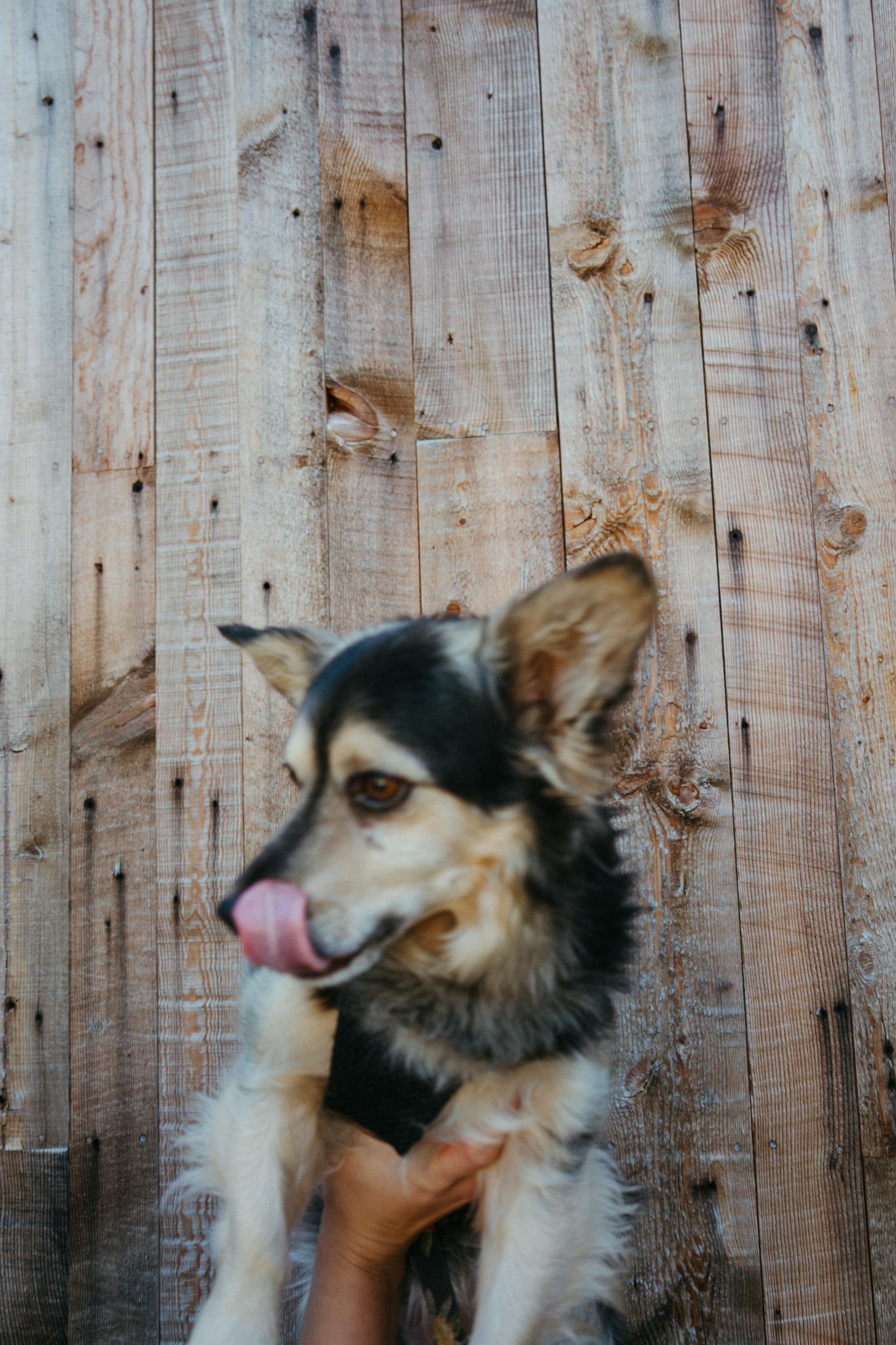 Enlarge Oso, a Adoptable mixed breed in Jackson, WY image 2/5