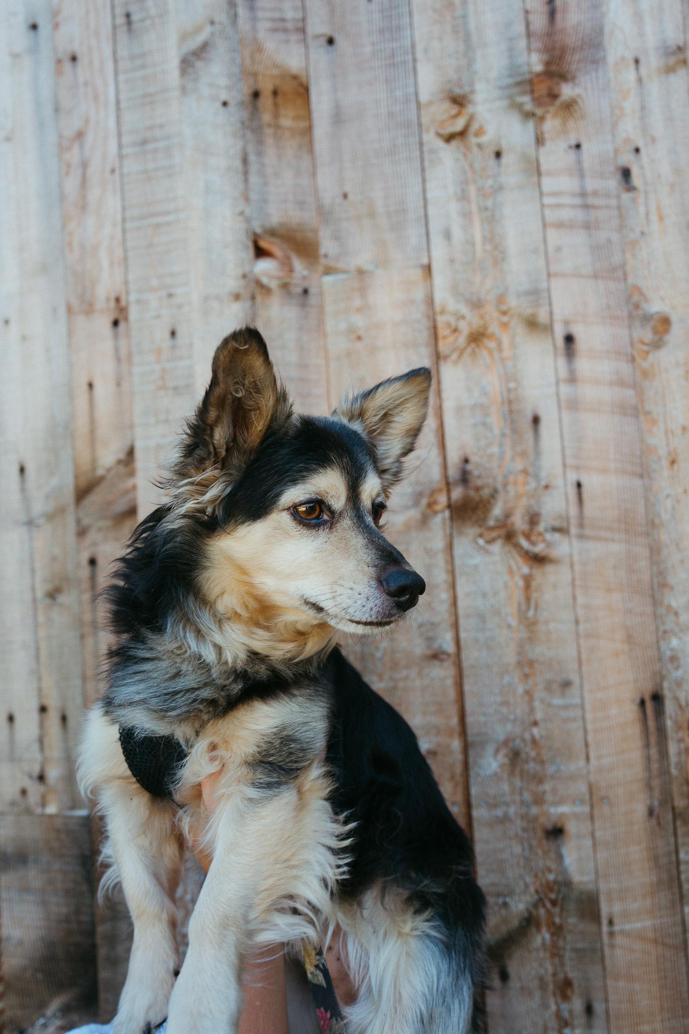 Enlarge Oso, a Adoptable mixed breed in Jackson, WY image 4/5
