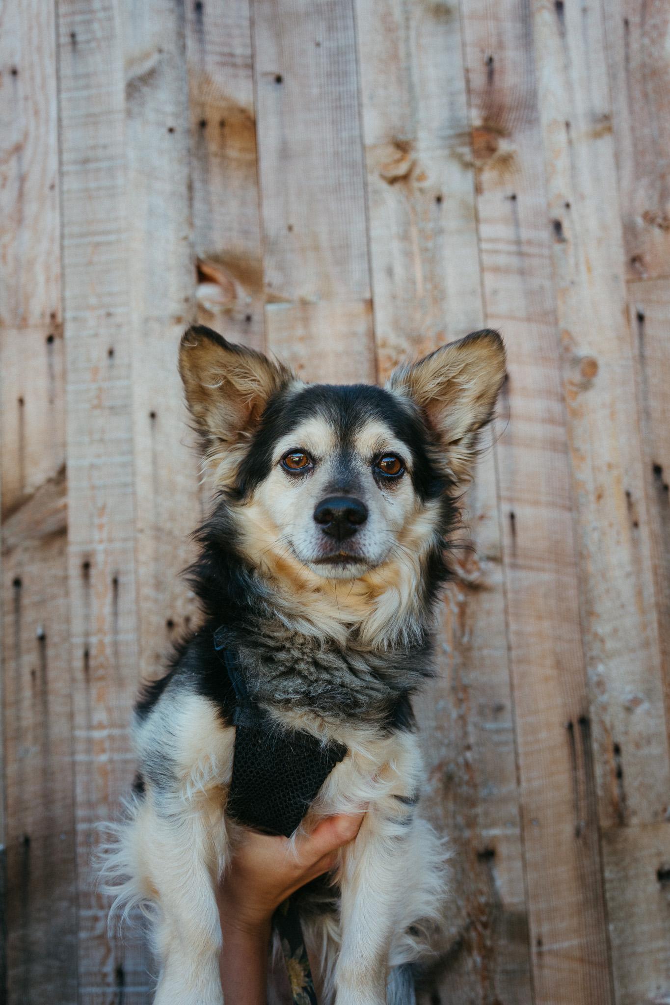 Enlarge Oso, a Adoptable mixed breed in Jackson, WY image 1/5