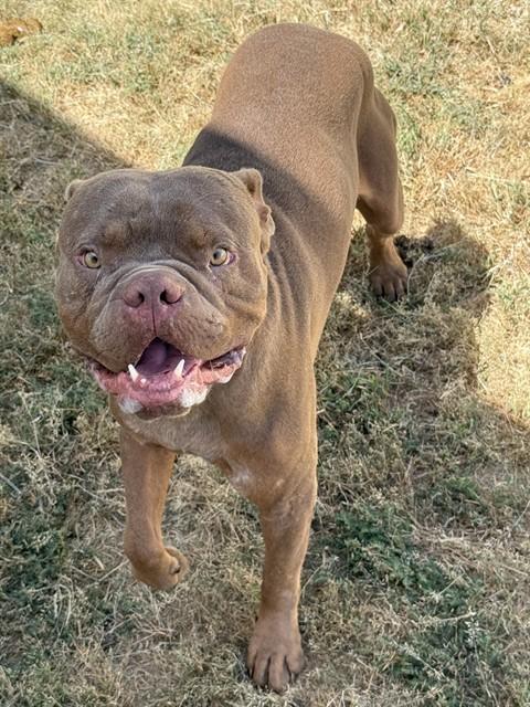 ROGER, Adoptable, Adult Male American Bulldog & Pit Bull Terrier.