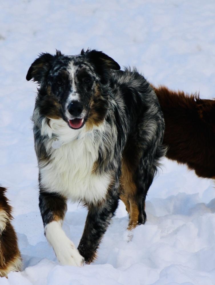 Enlarge 1001 Wrangler, a Adoptable Australian Shepherd in Waukesha, WI image 2/7