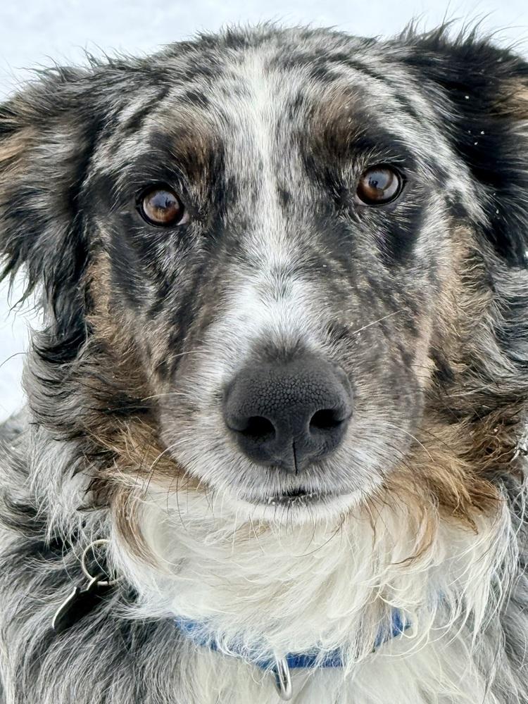 Enlarge 1001 Wrangler, a Adoptable Australian Shepherd in Waukesha, WI image 3/7