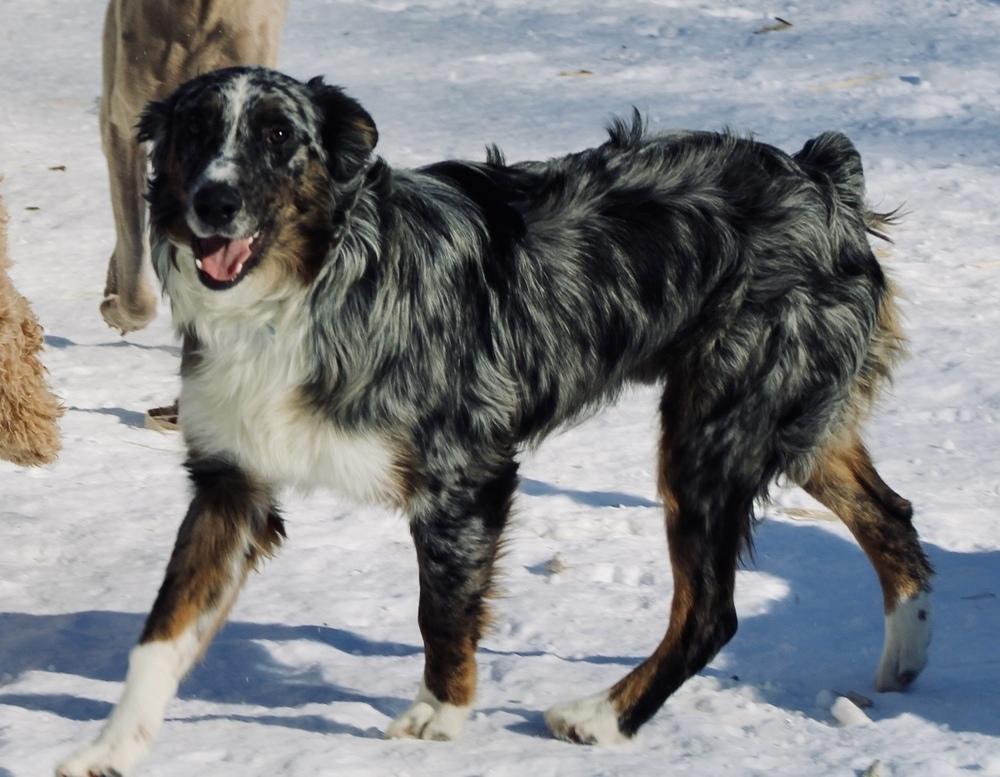 Enlarge 1001 Wrangler, a Adoptable Australian Shepherd in Waukesha, WI image 4/7