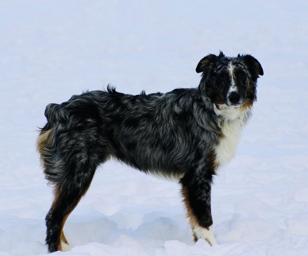 Enlarge 1001 Wrangler, a Adoptable Australian Shepherd in Waukesha, WI image 6/7