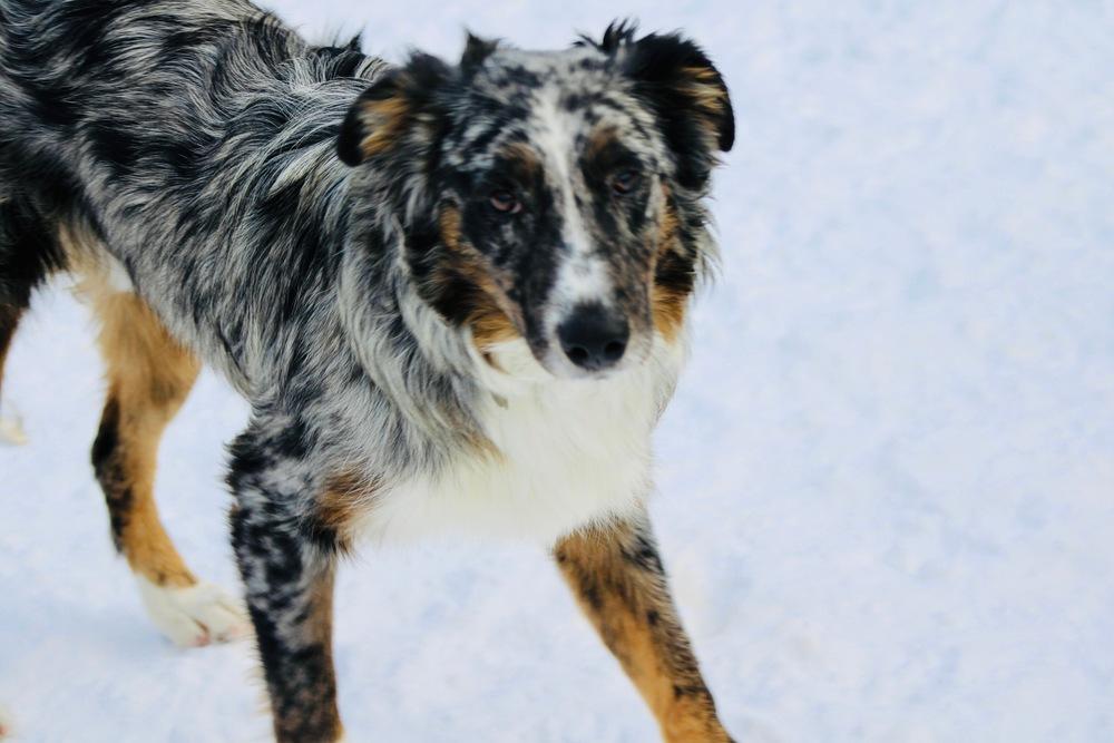 Enlarge 1001 Wrangler, a Adoptable Australian Shepherd in Waukesha, WI image 7/7