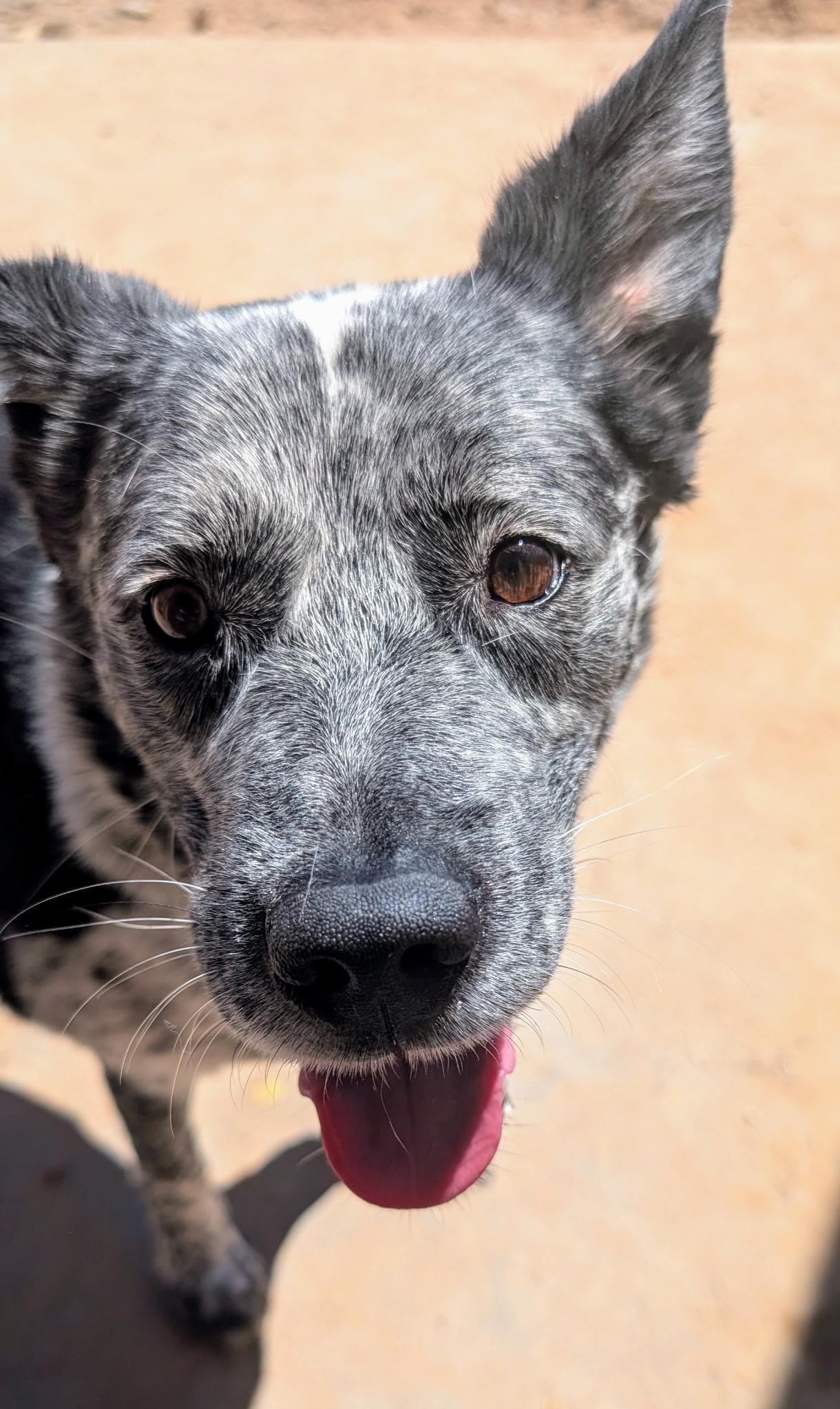 Enlarge KINGSLEY (tripod), a ADOPTABLE Australian Cattle Dog / Blue Heeler in Pena Blanca, NM image 4/4