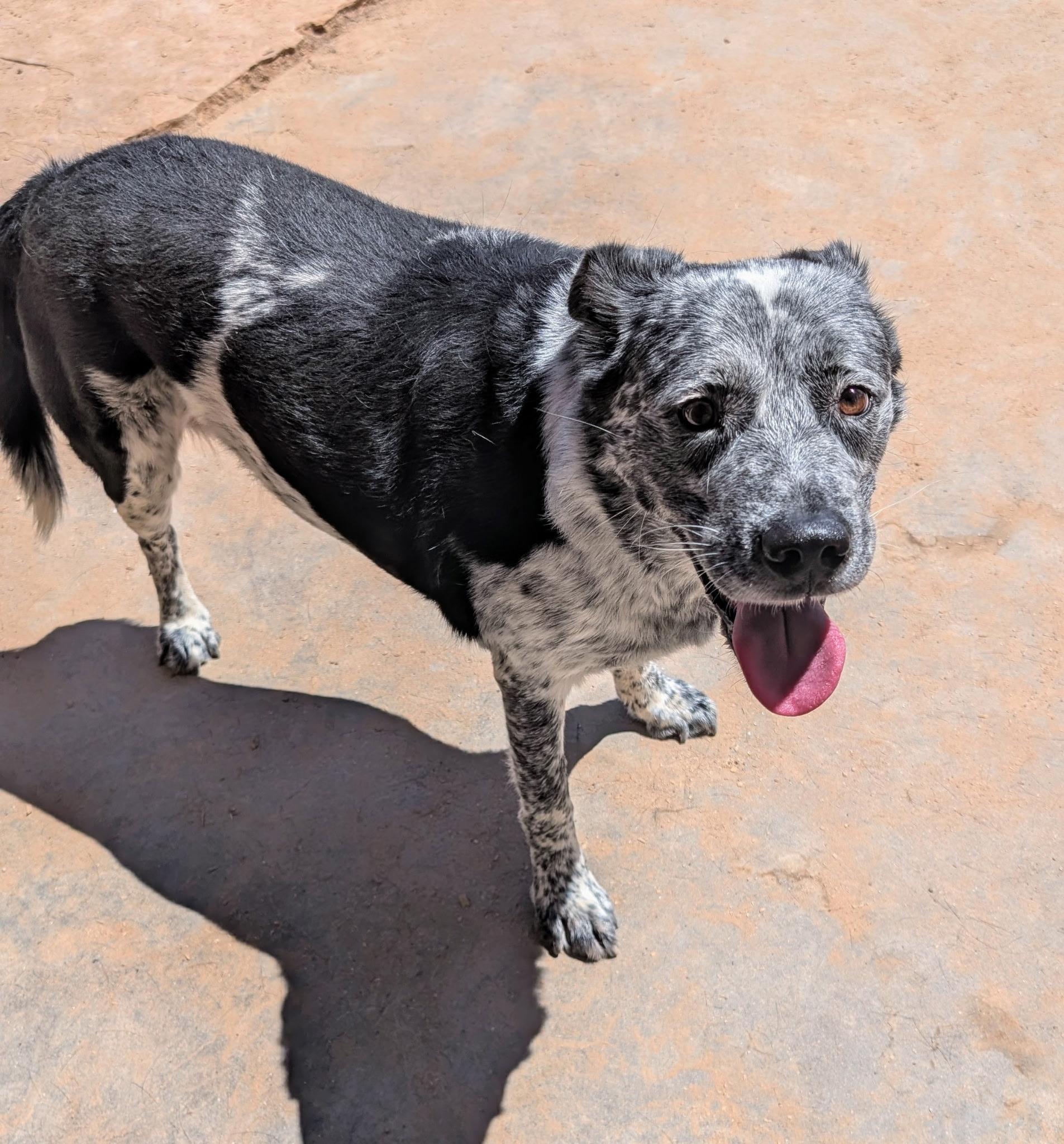 Enlarge KINGSLEY (tripod), a ADOPTABLE Australian Cattle Dog / Blue Heeler in Pena Blanca, NM image 3/4