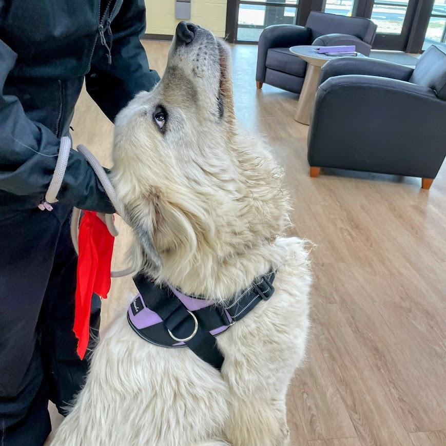 Percy — thumbnail 2