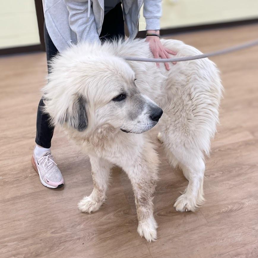 Percy — thumbnail 3