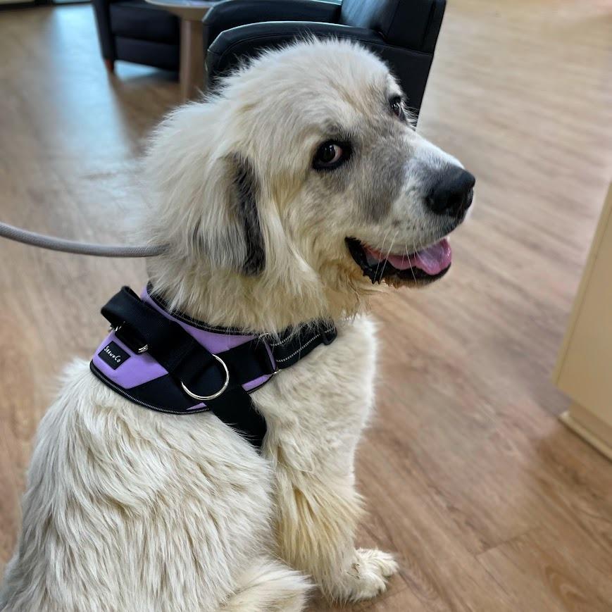 Percy — thumbnail 4