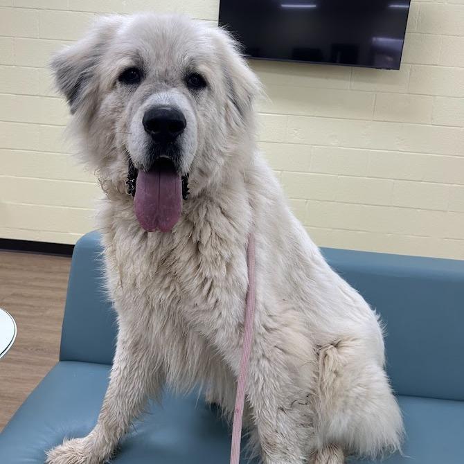 Percy — thumbnail 5