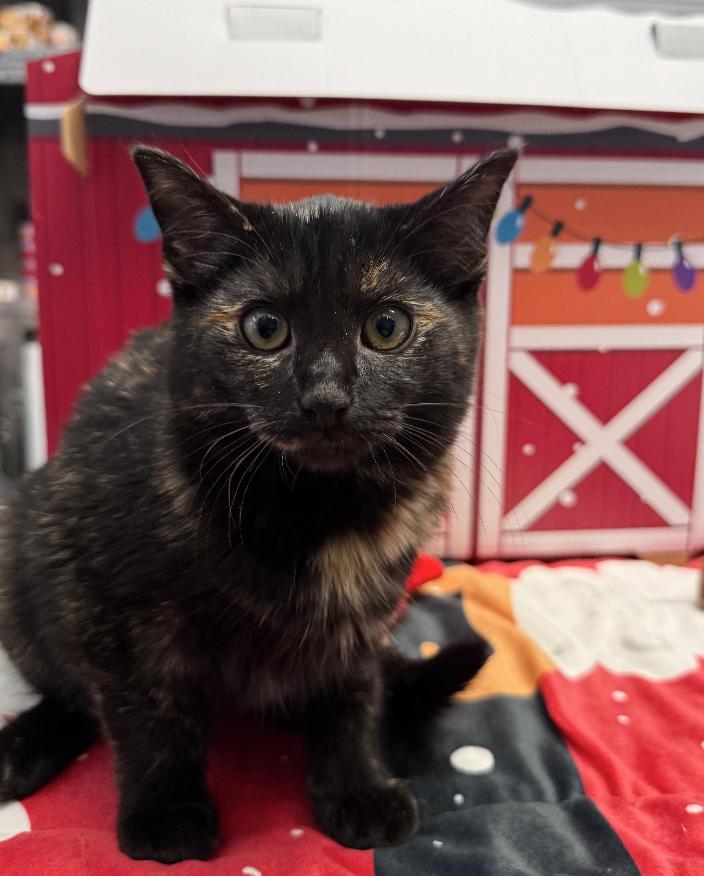 Jingle Paw, ADOPTABLE, Young Female Domestic Short Hair.