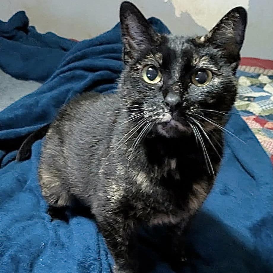 Dobby, a Adoptable Domestic Short Hair in Denison, TX image 1/2
