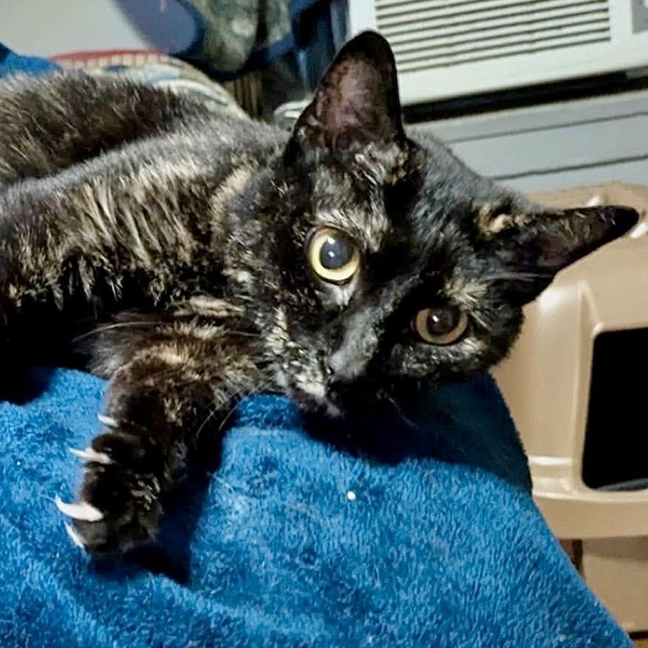 Dobby, a Adoptable Domestic Short Hair in Denison, TX image 2/2