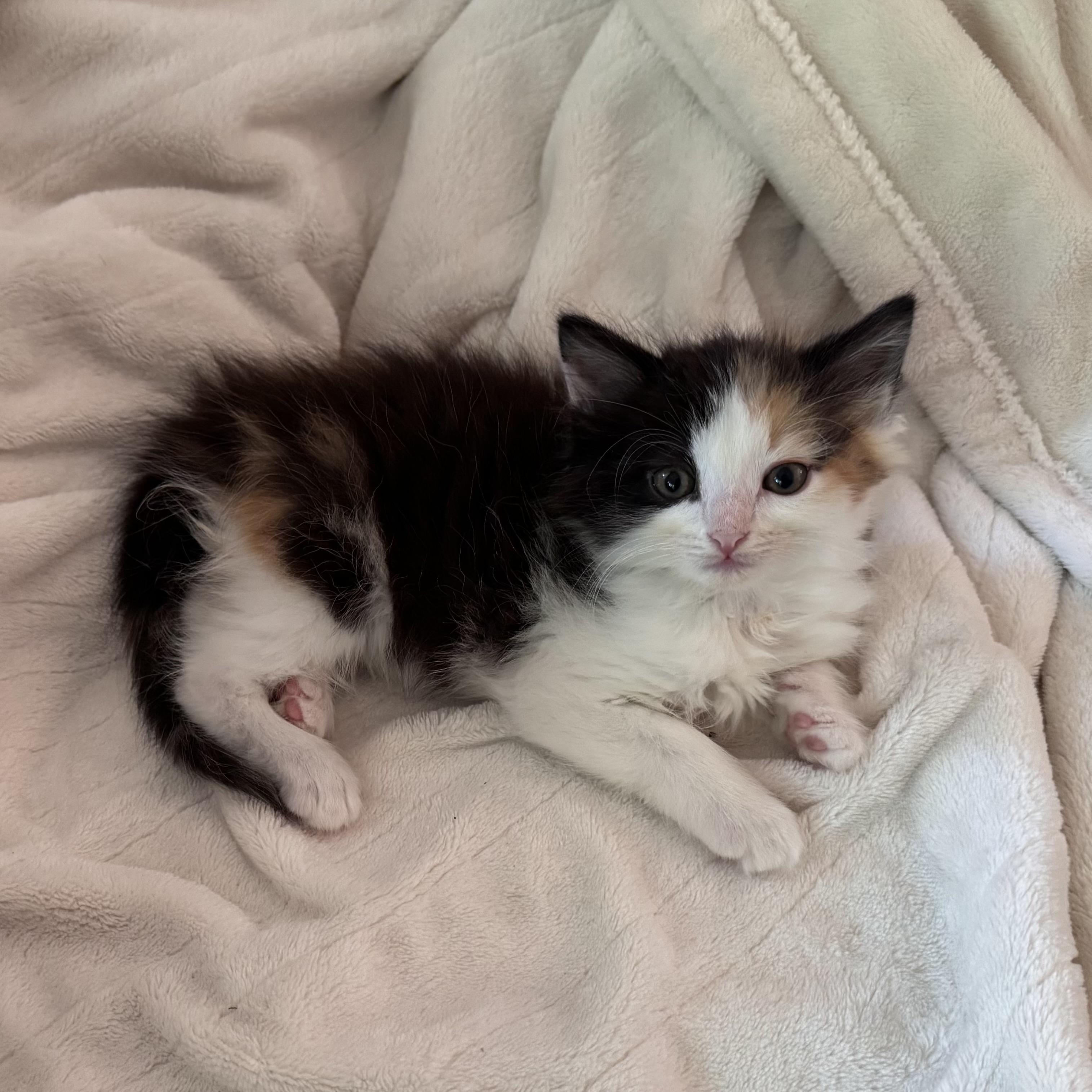 Ro , ADOPTABLE, Young Female Domestic Long Hair.