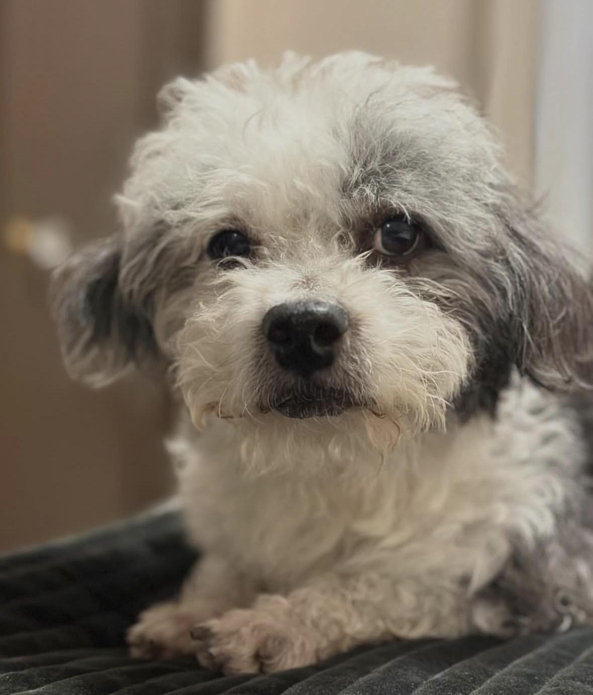 Gimli, ADOPTABLE, Senior Male Shih Tzu & Poodle.