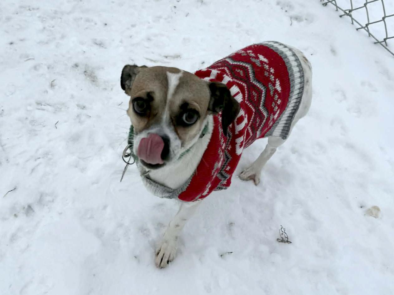 Melissa, ADOPTABLE, Adult Female Chihuahua & Rat Terrier.